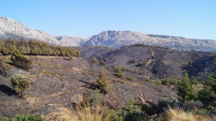 Επιτέλους-φωνή-λογικής-για-τις-επιπτώσεις-από-τις-πυρκαγιές