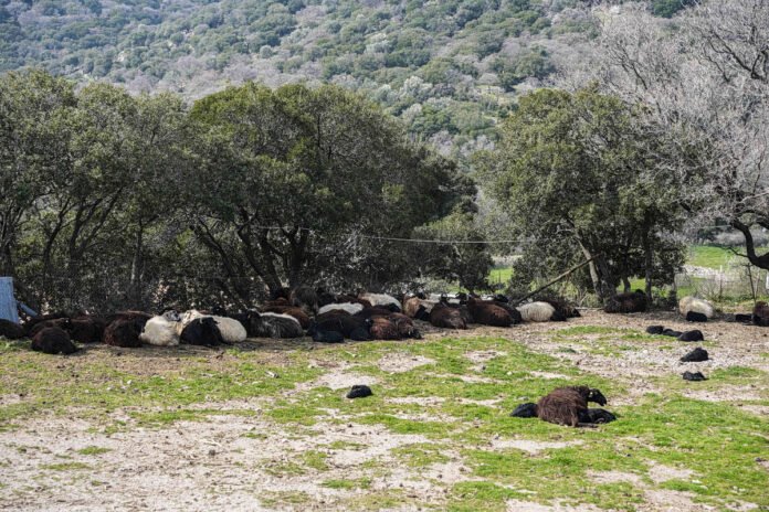 Αφθώδης-πυρετός:-Η-κατάσταση-στη-Λέσβο-είναι-εκρηκτική,-λένε-οι-ευρωβουλευτές-του-ΚΚΕ